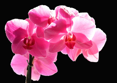 Orchid on Black
