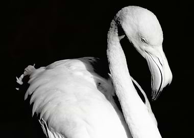 Bold Beauty All flamingos are found in tropical and sub ...
