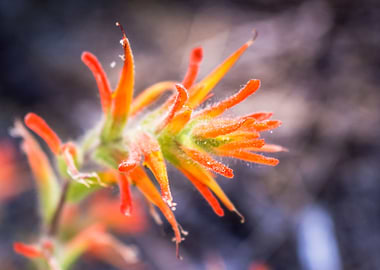 Wild Indian Paintbrush. Taken in Dinky Creek, CA