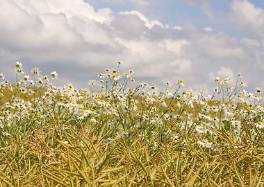 Oxeye daisy