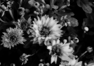 Night Flowers IX