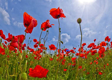 Idyllic Field of Poppies