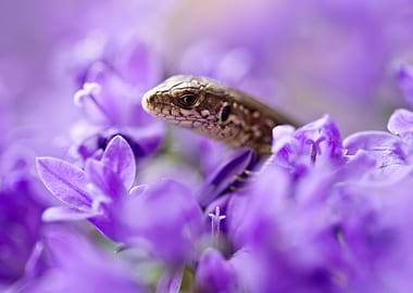 Small lizard and bell flowers