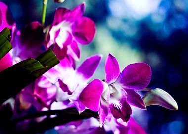 Celestial Orchids
