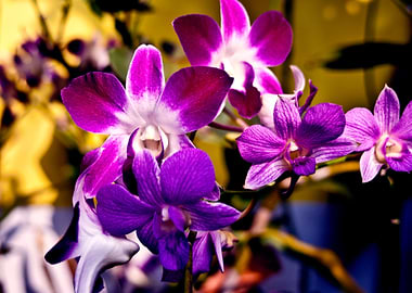 Autumn Orchids