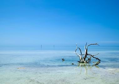 FLORIDA KEYS Lonely Root