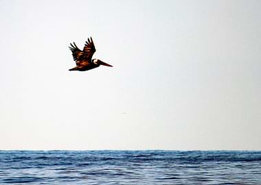 Pelican Flying