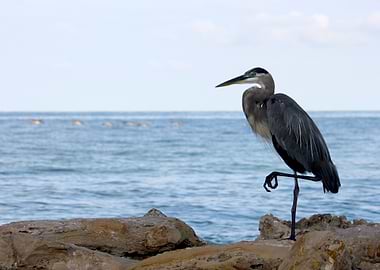 Blue Heron Standing on one leg