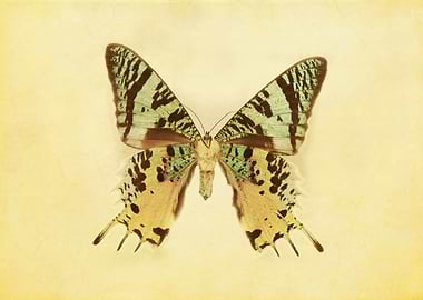 Vintage Inspired Pastel Yellow Aqua Blue Green Butterfl ...