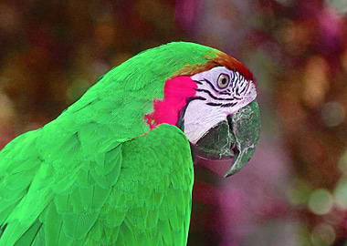 birds dream in color 4