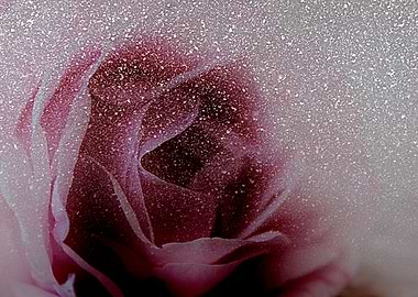 The Snow Rose The Snow Rose is a mixed media piece of ...