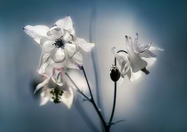 White Columbine Flowers