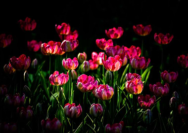 Pink Tulips On A Flowerbed