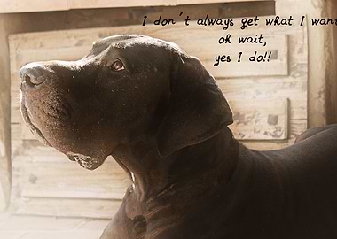 Great Dane Love The Great Dane originated not in Denmar ...