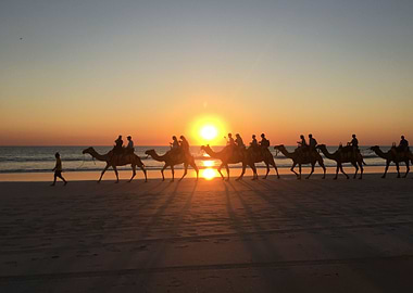 Camel Sunset Broome Australia