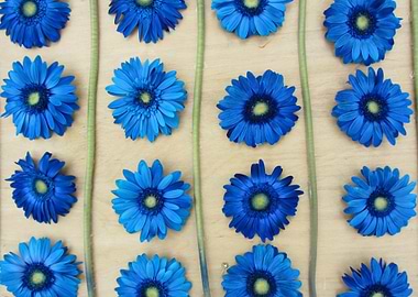 Table Meadow - Dimensions: 4000 x 3000 Device Model: Ca ...