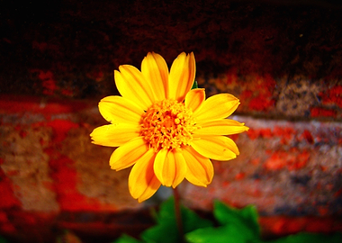 Yellow Flower