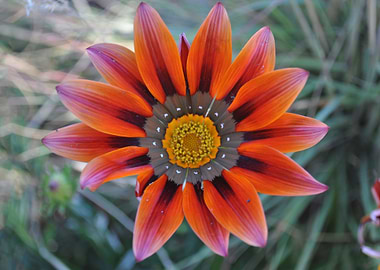 Unknown South African Flower