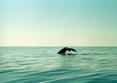 Whale