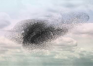 Swooping and looping.