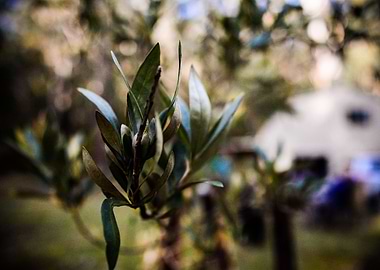 Olive Tree