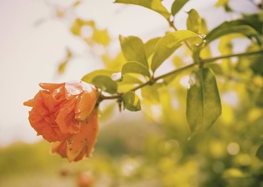 'Nature Persists' A red flower blooms in a distant urb ...