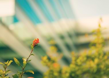 'Urban Flower' A solitary flower in a urban landscape. ...