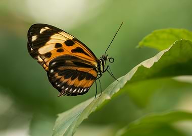 Small butterfly on the leaf