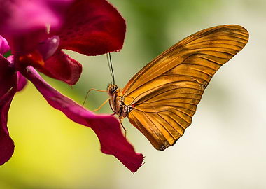 Orange butterfly on purple flower