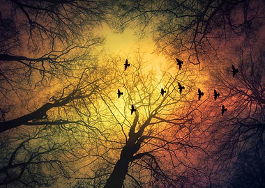 invasion - silhouette of trees and birds against a dram ...