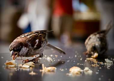 Hungry, Milano, Italy - 2011