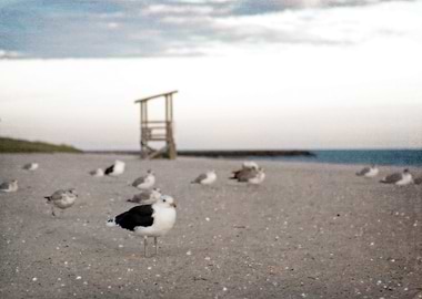 Sea gulls relax on a sandy beach near the ocean at suns ...