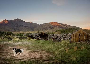 A border collie stands in the sun in front of abandoned ...