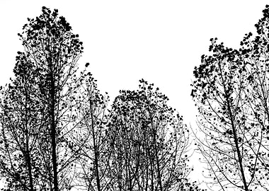 B&W Trees