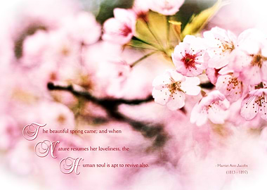 Beautiful Cherry Blossoms in Spring When Nature Resumes ...