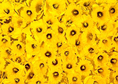 Daffodils en-masse