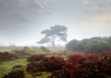 New Forest, Bratley, Hampshire, England, United Kingdom ...