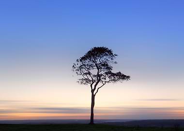 tree in sunset on Roundway Hill, Devizes, Wiltshire, En ...