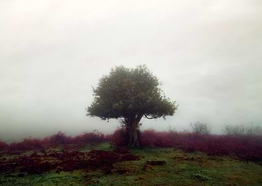 New Forest, Bratley, Hampshire, England, United Kingdom ...