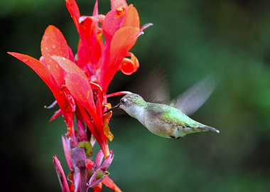 Hummingbird In Action