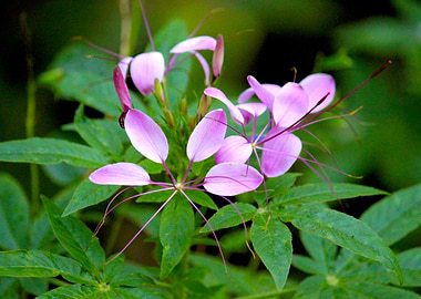 Purple Spider Flowers
