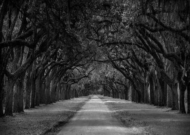 Wormsloe Road, Savannah, GA