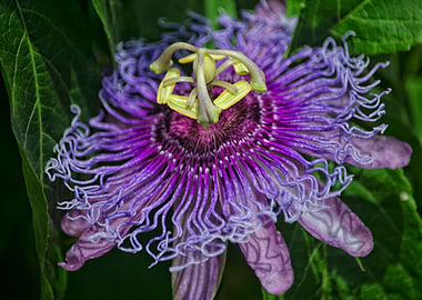 Passion Flower