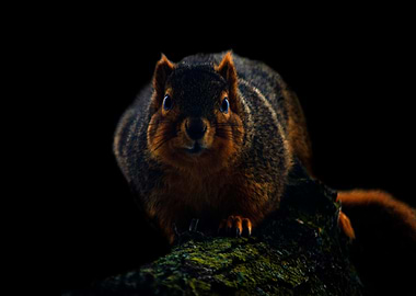 Squirrel staring me down