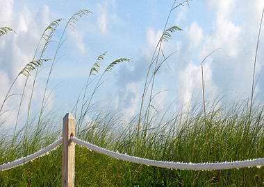Sea Oats