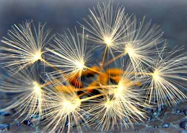 a macro still life of a group of dandelion seedheads on ...