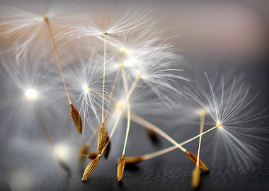 an image of some delicate pretty dandelion seedheads ap ...