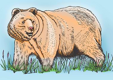 Bear Illustration