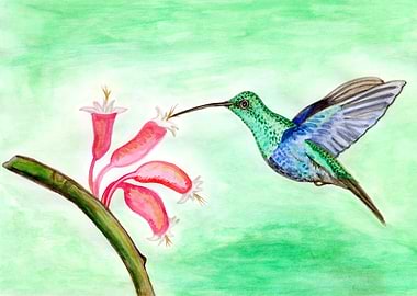 Watercolour Hummingbird