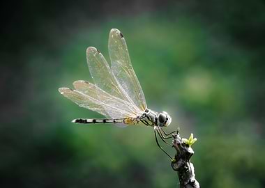 yellow dragon-fly